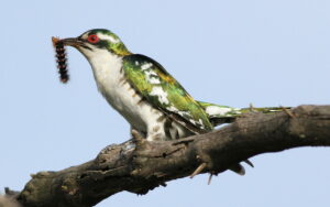 Male diederik cuckoo with catepillar, before offering it to the courted female.