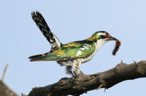 Male diederik cuckoo with catepillar