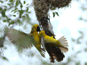 Two male lesser masked weavers attempting to extract a female diederik cuckoo from a nest