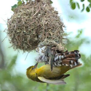 Cuckoo backing out of the nest