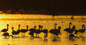 Why I photograph birds - featured image