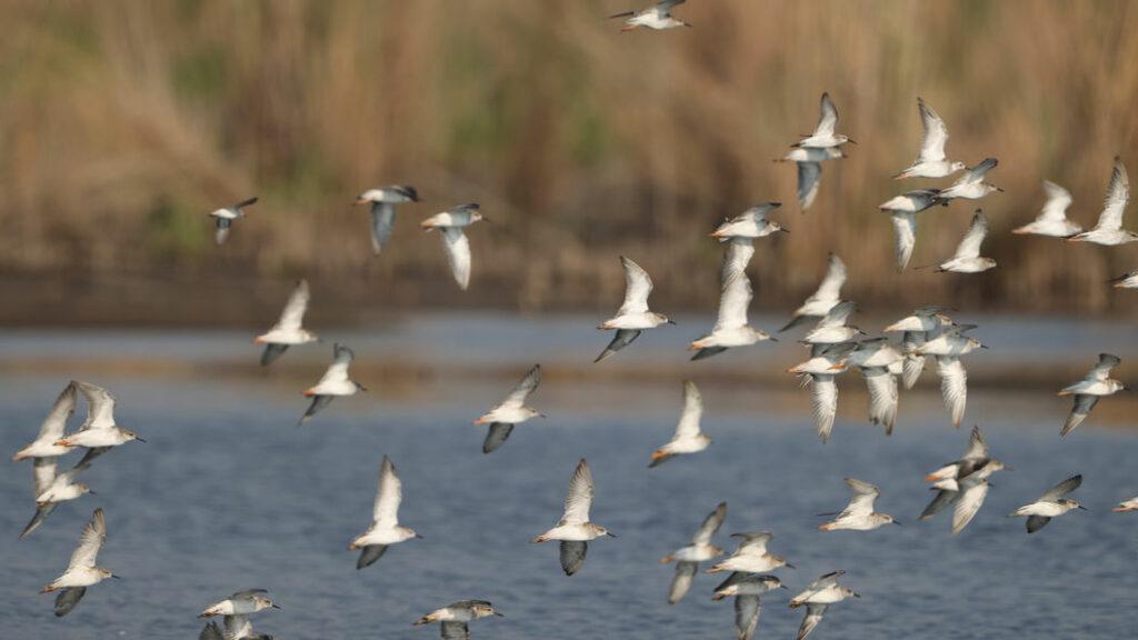 Flock of over-wintering ruff at Marievale