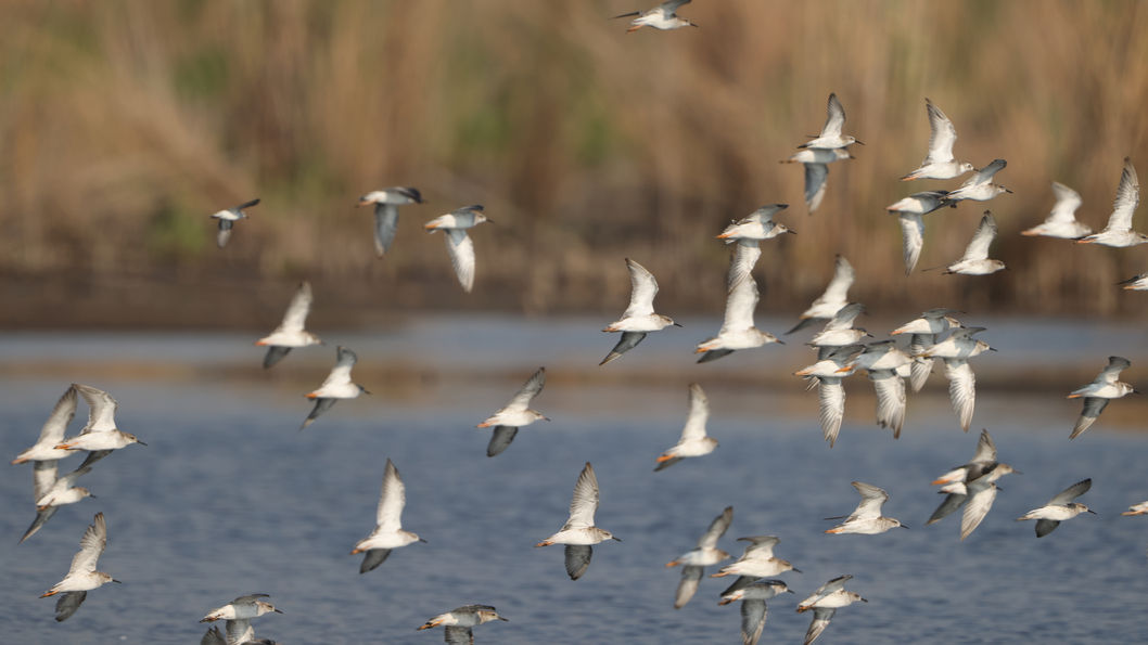 Flock of over-wintering ruff at Marievale. – Learn the Birds