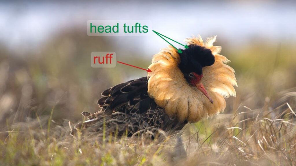 Territorial male ruff showing nuptial plumage