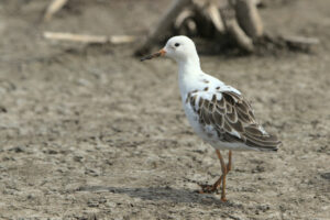 Possible satellite male ruff in winter plumage at Marievale.