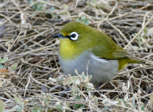 Cape White-eye - capensis subspecies