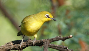 Cape white-eye