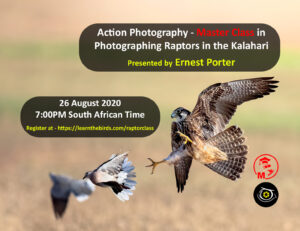 Master class in raptor photography