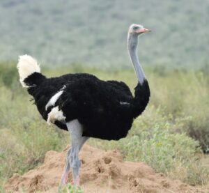 Somali Ostrich