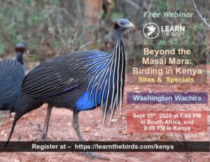 Kenyan birding webinar thumb