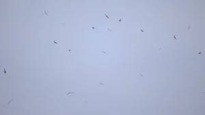 Sky full of bats