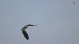 Walberg's eagle sights a bat and makes an aerial turn