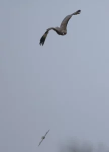 Eagle and bat