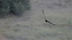 Eagle flying close to the ground