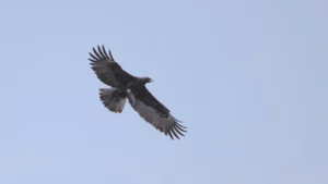 You can see the bat in the eagle's claws