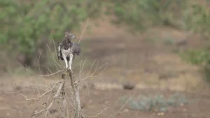 Eagle on dead bush watching the jackals.