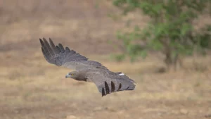 Martial eagle flying