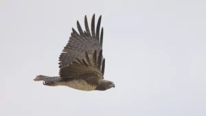 Martial eagle took off from the tree, heading for its prey.