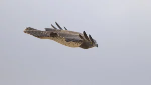Martial eagle in a dive straight for its guineafowl prey.