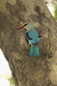 Woodland kingfishers at nest hole.