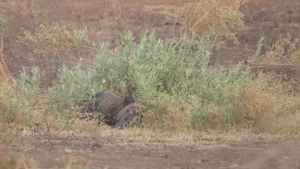 Martial eagle captured its prey in a clump of bushes.