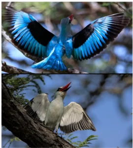 Woodland kingfisher displaying