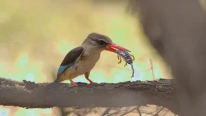 Brown hooded kingfisher with a large scorpion