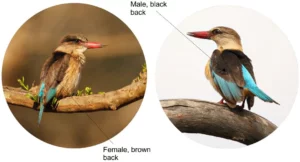Male and female brown hooded kingfisher compared.