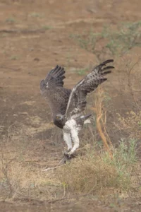 Getting airborne with only feathers in its powerful claws to show for its effort.