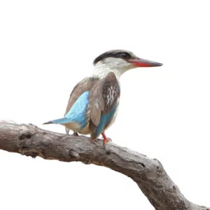 Striped kingfisher. Note the broad stripe through the eye and around the back of the head and the white patch in the wing.