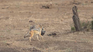 Jackal runs off with the guineafowl.
