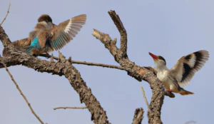 Two striped kingfishers engaging in a similar open wing display to that shown by the woodland kingfisher.