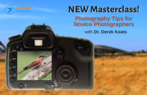 southern carmine bee-eater photography masterclass promo