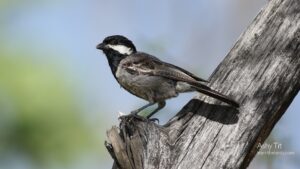 Ashy tit
