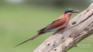 Southern carmine bee-eater