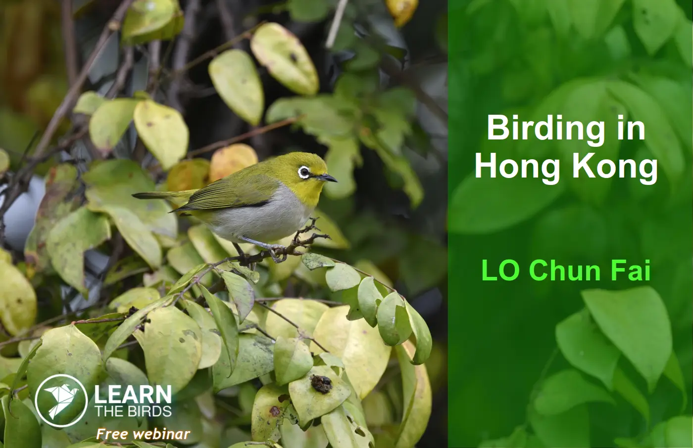 chun-fai-24-thumb – Learn the Birds