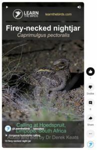 fiery-necked-nightjar
