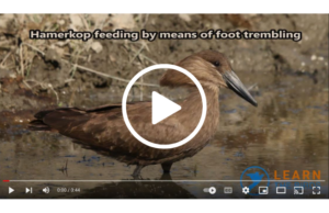 hamerkop foot trembling
