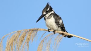 Pied Kingfisher image
