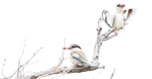 Two striped kingfishers on a branch